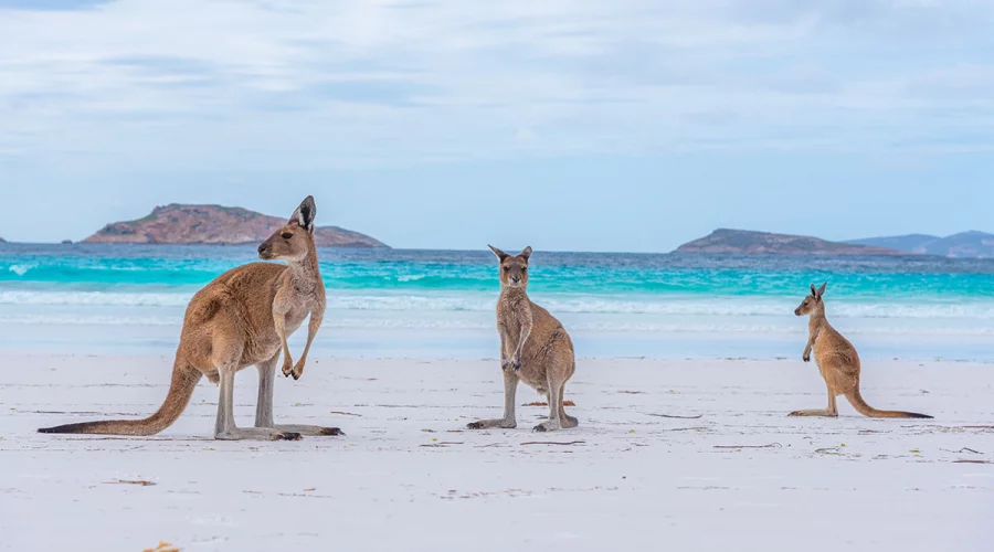 Australien 2025–26: Migrationsplan ohne Kürzungen und mit neuen Visa