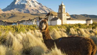  Alpaca in front of Nevado Sajama, Bolivia