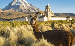  Alpaca in front of Nevado Sajama, Bolivia