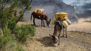 Esel transportieren Wasser im Hochland von Sao Antao, Kapverdische Inseln