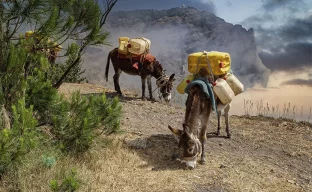 Esel transportieren Wasser im Hochland von Sao Antao, Kapverdische Inseln