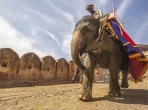 Indischer Elefant