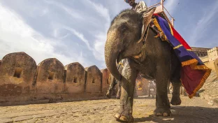 Indischer Elefant
