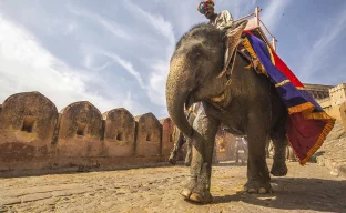 Indischer Elefant