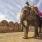 Indischer Elefant