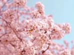 Japanische Kirschblüte Sakura, Tatebayashi, Japan