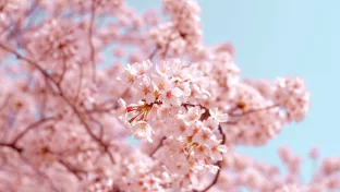 Japanische Kirschblüte Sakura, Tatebayashi, Japan