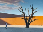 Totes Baum in Dead Tree (Sossusvlei) bei Sonnenaufgang, einem bekannten Naturdenkmal in der Namib-Wüste in Namibia