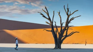Totes Baum in Dead Tree (Sossusvlei) bei Sonnenaufgang, einem bekannten Naturdenkmal in der Namib-Wüste in Namibia