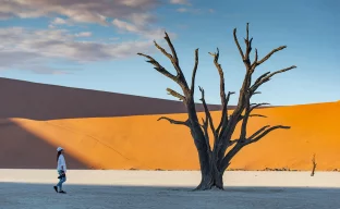 Totes Baum in Dead Tree (Sossusvlei) bei Sonnenaufgang, einem bekannten Naturdenkmal in der Namib-Wüste in Namibia