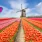 Paper forms are no longer required: visas to the Netherlands can only be obtained online