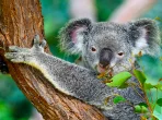Ein niedlicher Koala kaut auf Eukalyptusblättern im Koala Gardens in Kuranda, Australien.