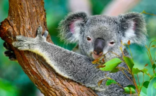 Ein niedlicher Koala kaut auf Eukalyptusblättern im Koala Gardens in Kuranda, Australien.