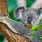 Ein niedlicher Koala kaut auf Eukalyptusblättern im Koala Gardens in Kuranda, Australien.