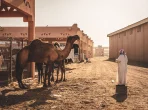 Kamelmarkt in Al Ain