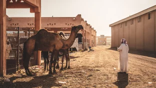 Kamelmarkt in Al Ain