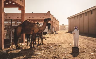 Kamelmarkt in Al Ain