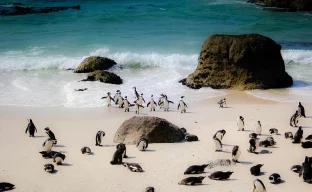 Pinguine am Boulders Beach