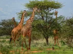 Giraffes in Somalia