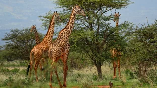 Giraffes in Somalia