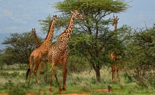 Giraffes in Somalia