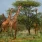Giraffes in Somalia