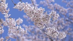 Südkoreanische Apfelblüte