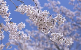 Südkoreanische Apfelblüte