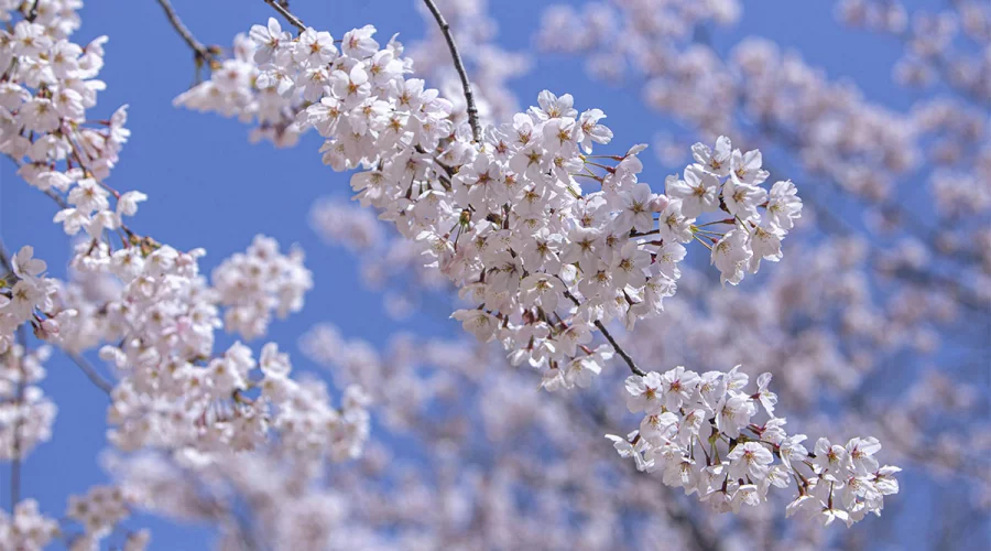 Südkorea hat die K-ETA-freie Einreise für Bürger aus 22 Ländern bis Ende 2026 verlängert.