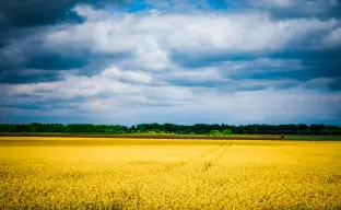 Weizenfeld, Ukraine
