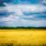 Weizenfeld, Ukraine